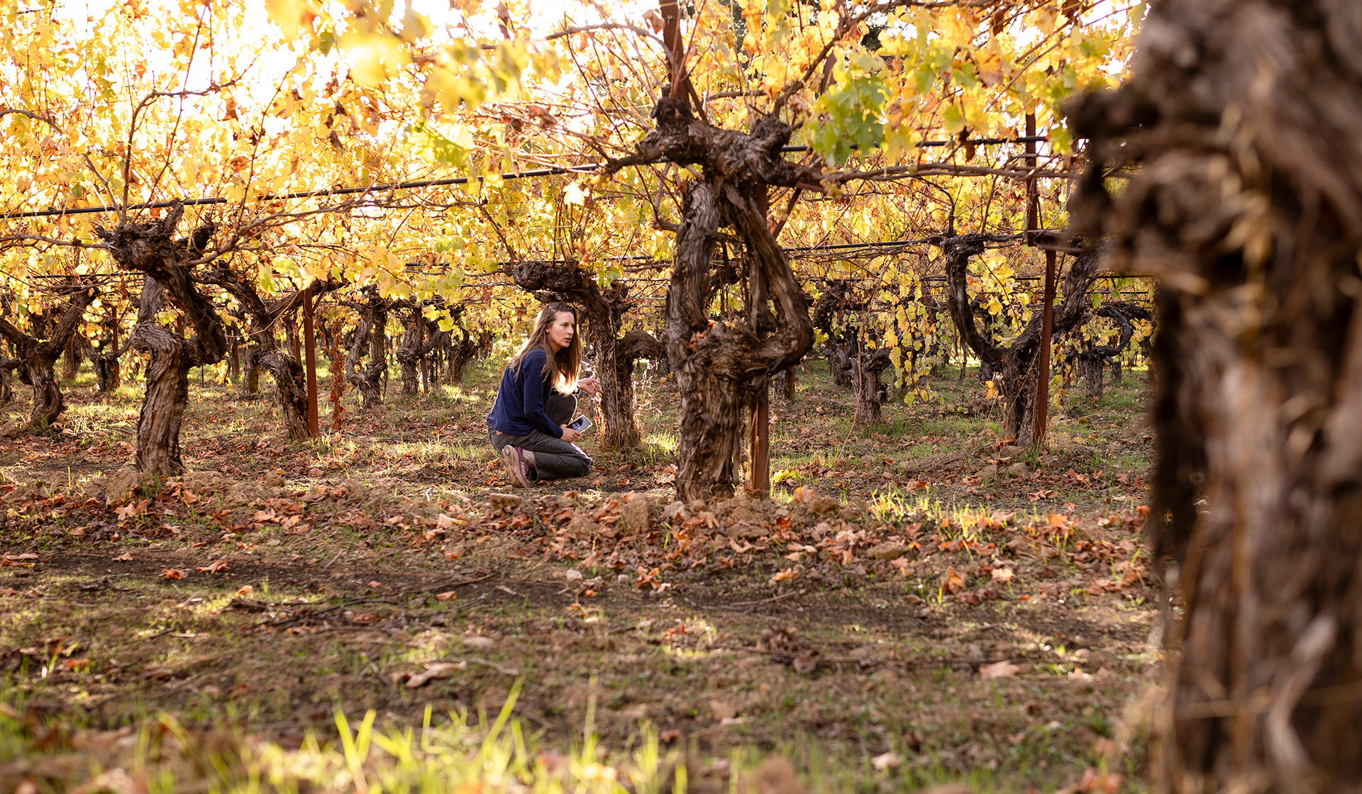 Chiara inspecting vines in the vineyard
