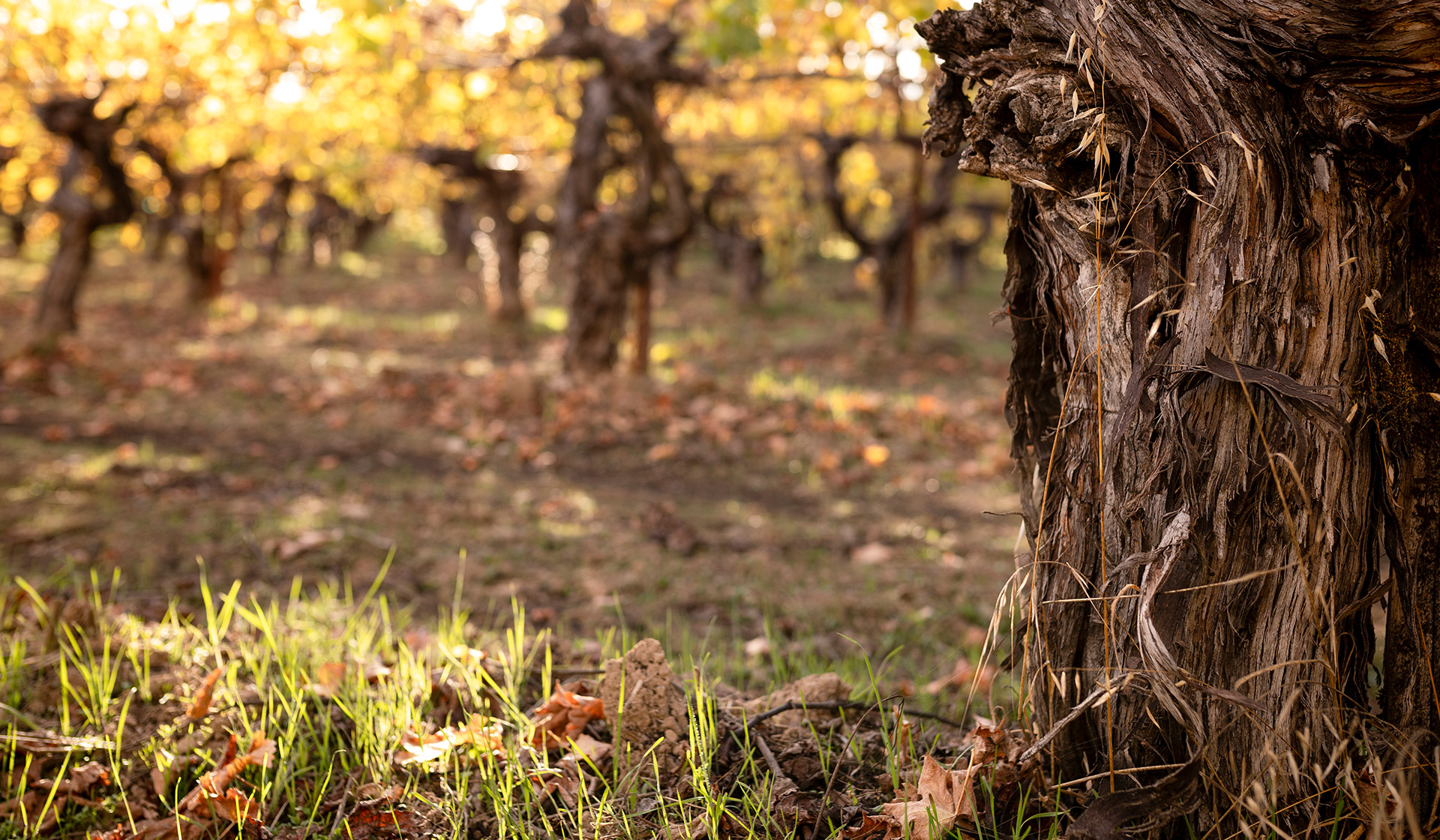 Vineyard view from under vines