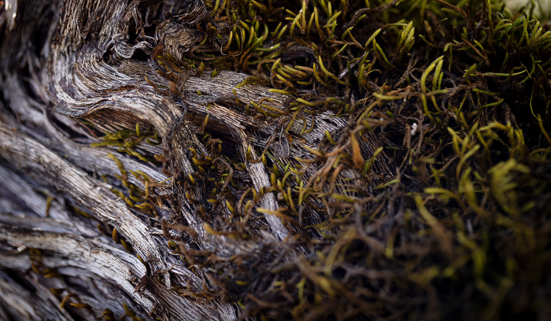 Close up of vine stock