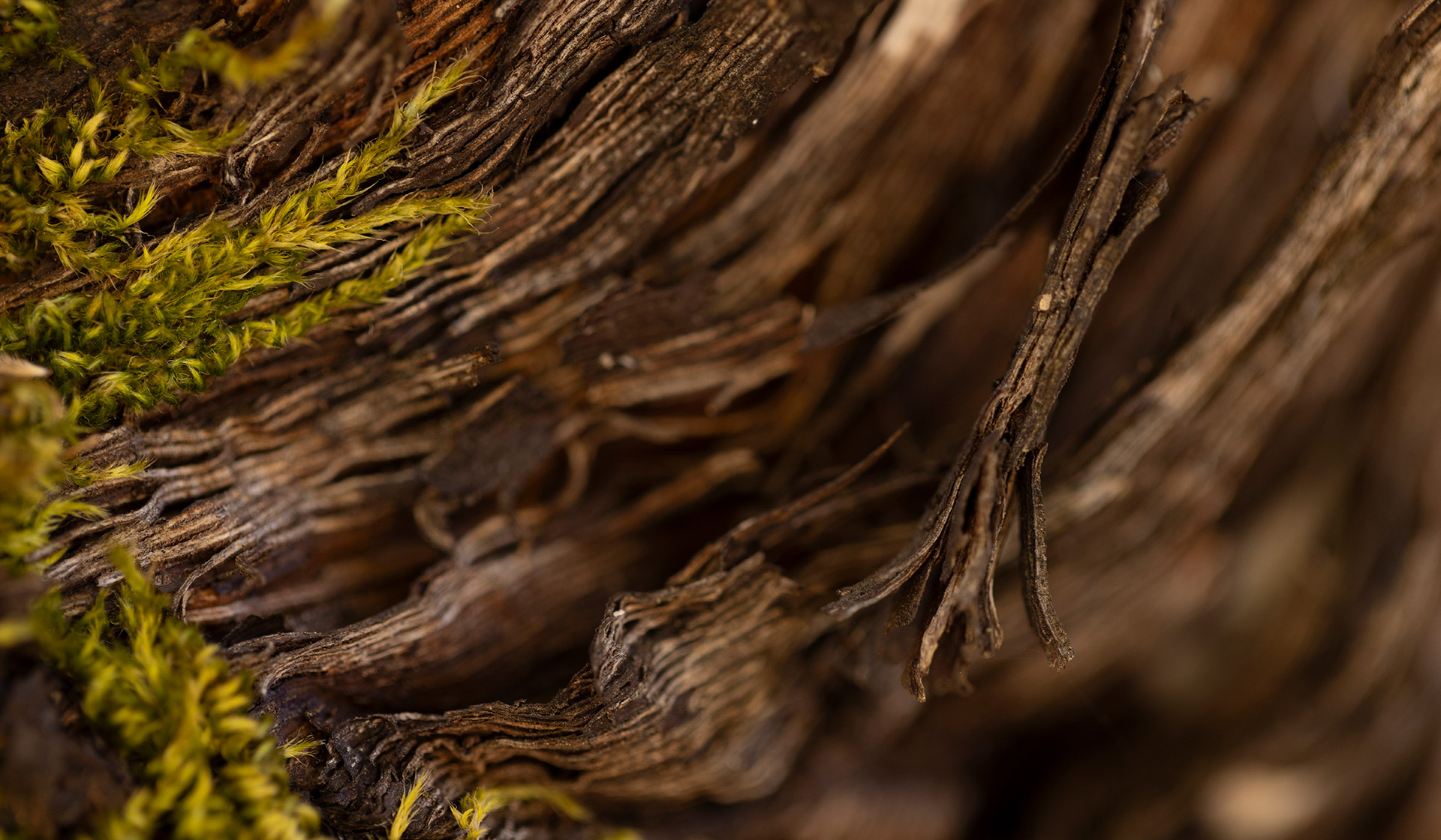 Close up of vine stock with moss
