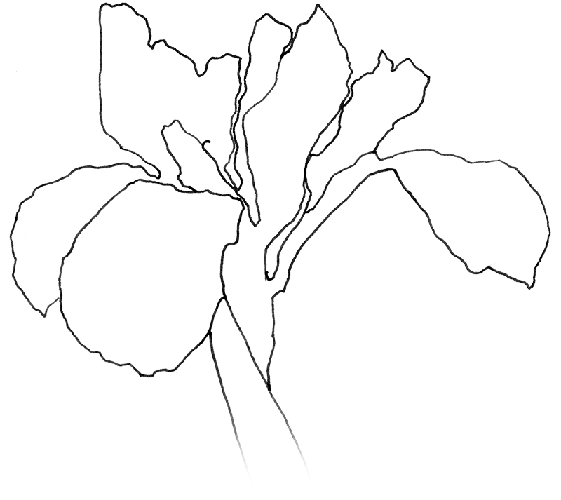 illustrated flower